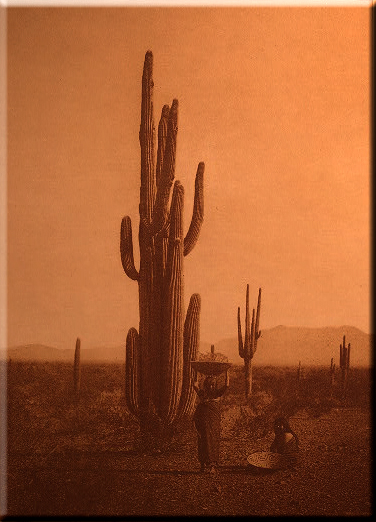 Harvesting Cactus Fruit - Maricopa