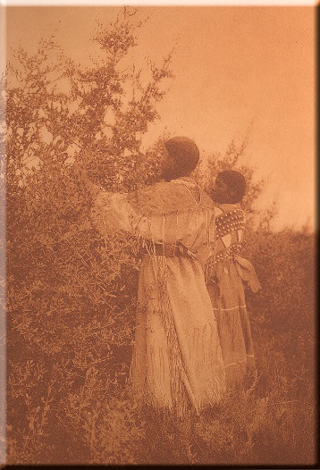 Buffalo Berry Gatherers - Mandan