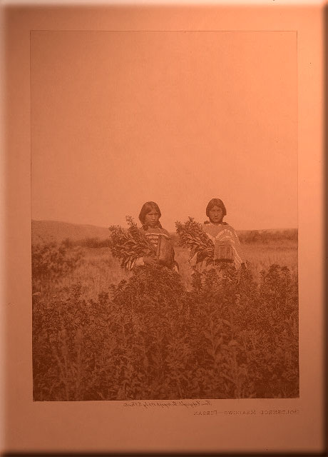 Goldenrod Meadows - Piegan